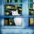 Cat in the Window three