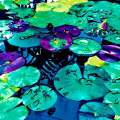 Lilly pads two