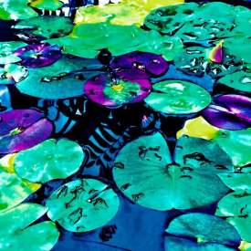 Lilly pads two