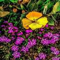 Long Island Bush Poppy 