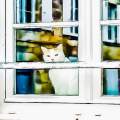  Cat in the window