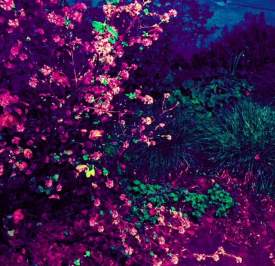 Floral