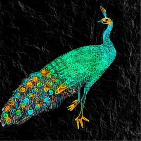 Peacock four