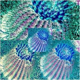 Cacti Inversion 